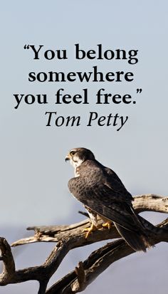 Tom Petty Quote "Freedom"